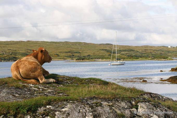 Die Kuh, die das vorbeifahrende Boot beobachtet, Connemara - Irland