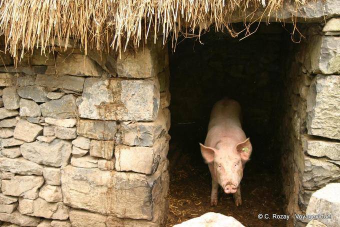 Big Schwein rosa Schwein in seinem Stall, Bunratty Folk Park - Irland
