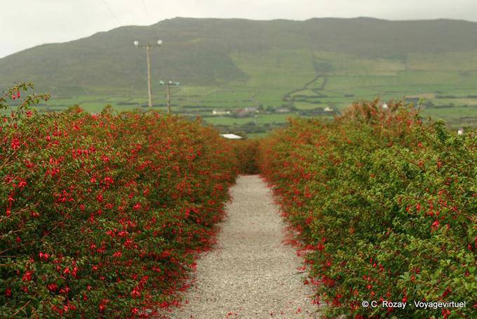 Alley Fuchsien auf dem Weg zum Oratorium, Dingle - Irland