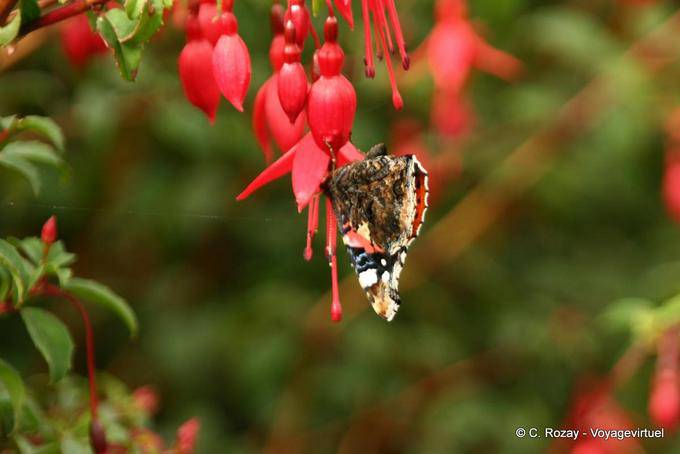Schmetterling auf Blume fuschia, Ballygall Dingle - Irland