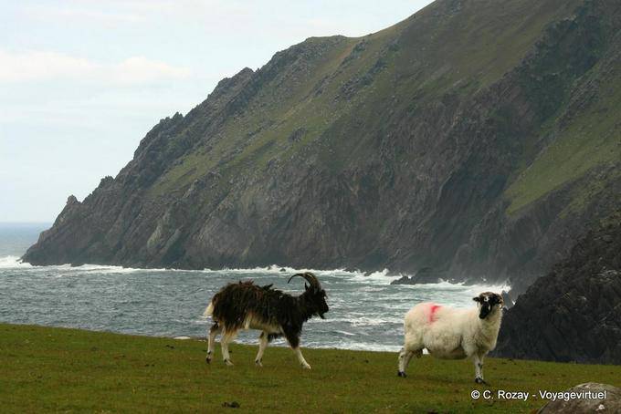 Ziege und Schaf auf der Klippe, Brandon Creek, Dingle - Irland