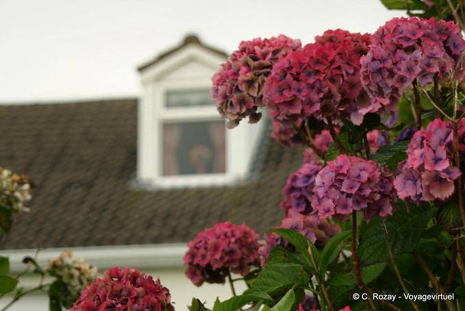 Hortensien rote Rose, Dingle - Irland