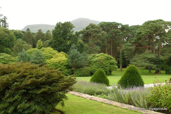Die Bäume im Arboretum, Muckross House, Killaney - Irland