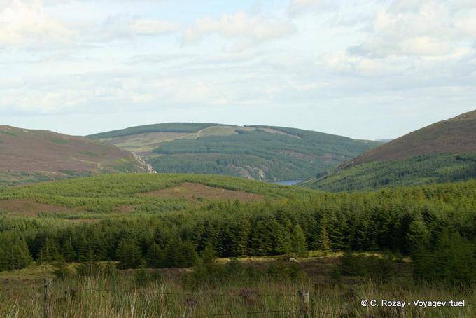 Wald rund um den See Luggala, Wicklow Mountains - Irland