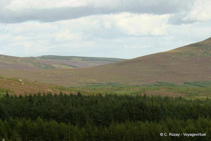 Mauren und Kiefern, Wicklow Mountains - Irland