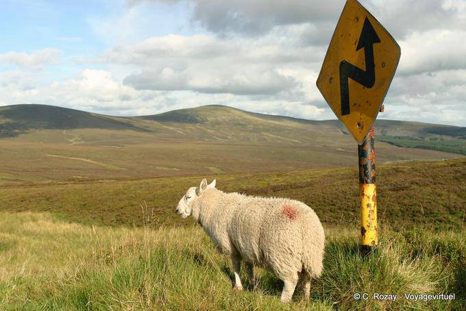 Schafe und Zeichen in Wicklow - Irland