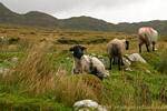 Schwarzköpfige Schafe, Achill Island, Irland.