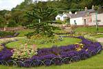 Parterre und Araucaria im viktorianischen Garten, Connemara Kylemore Abbey, Irland.