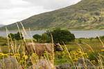 Kuh auf dem Land, Connemara, Irland.