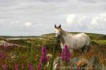Blumen und weißen Pferd, Connemara Galway, Irland.