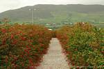 Alley Fuchsien auf dem Weg zum Oratorium, Dingle, Irland.