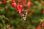 Schmetterling auf Blume fuschia, Ballygall Dingle, Irland.