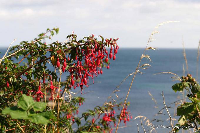 Fuchsia Magellanschen vor dem Meer, White Park Bay - Nord-Irland