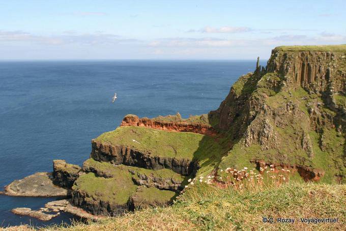 Blumen und Seevogel, Giants Causeway - Nord-Irland