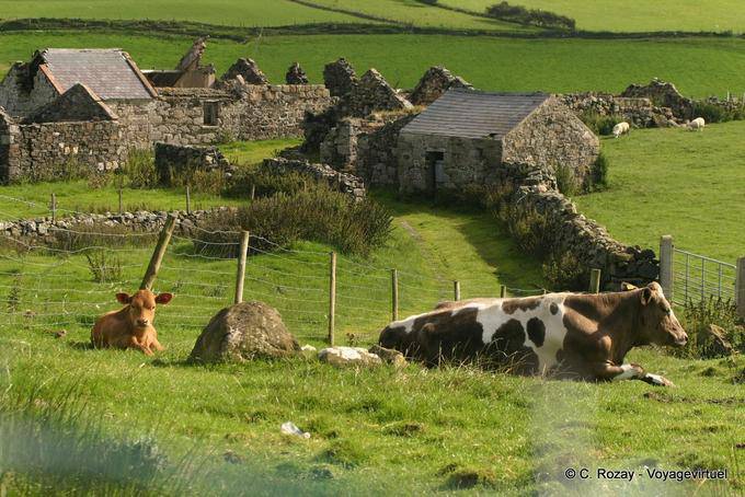 Kühe vor verlassenen Häusern zu Fair Head - Nord-Irland