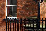 Die kleine blonde hinter dem Fenster, Derry, Nord-Irland.