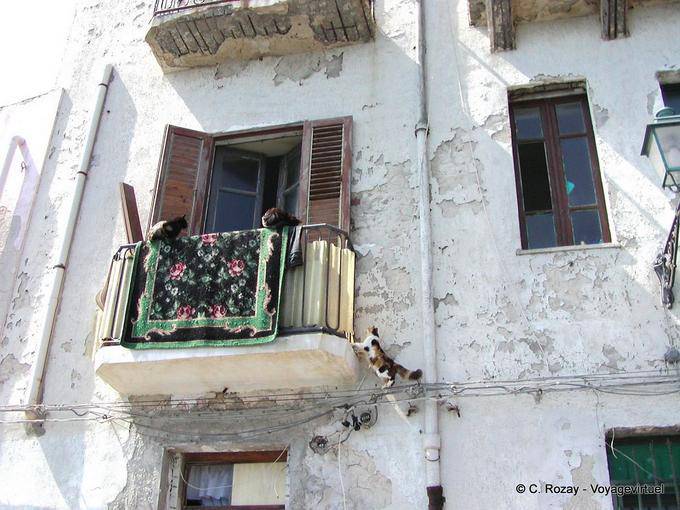 Katzen auf dem Balkon, Syrakus, Sizilien - Italien