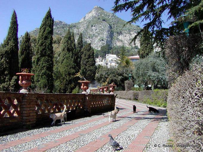 Katzen und Tauben in den Gärten, Taormina - Italien