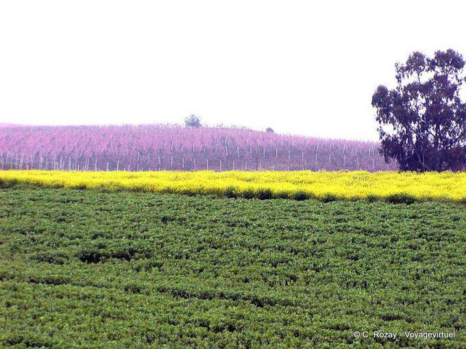 Farben der italienischen Landschaft - Italien