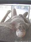 Pompeji, mumifizierte Körper während der Ausbruch des Vesuvs, Italien.