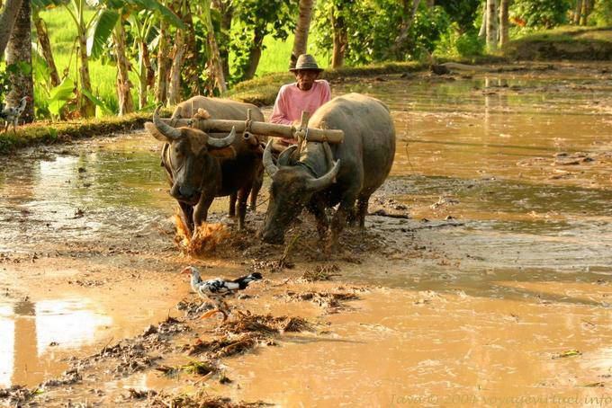 Herkömmliche Bodenbearbeitung im Reisfeld, Java - Indonesien