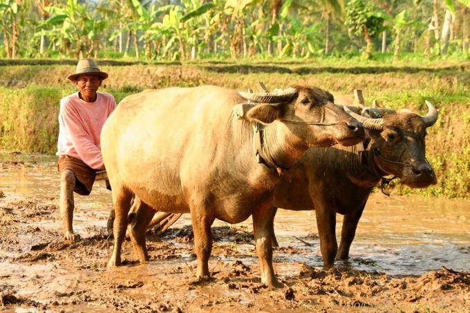 Der Bauer und seine Pflug, von Ochsen, Java gezogen - Indonesien