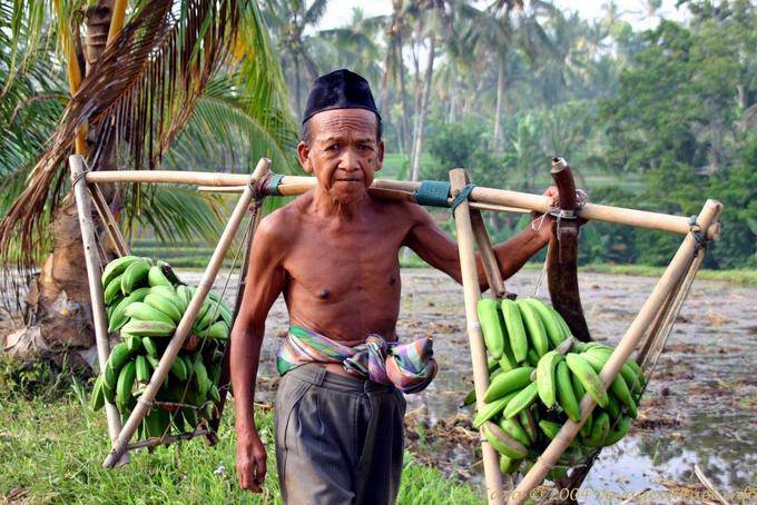 Der Saldo aus den Träger des grünen Bananen, Java - Indonesien