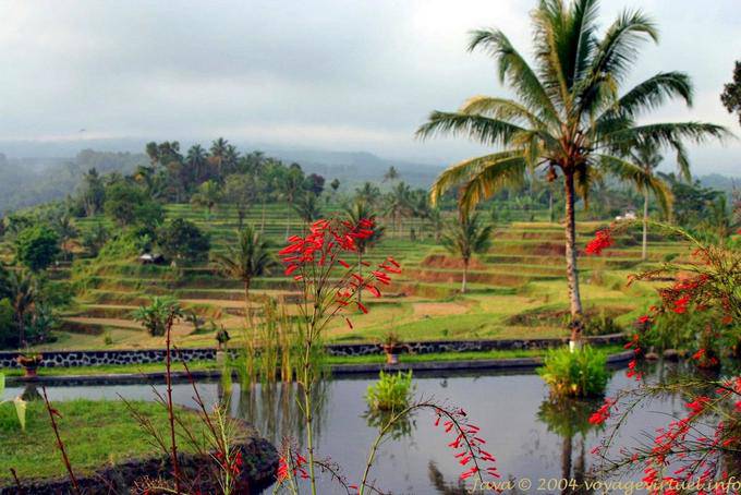 Die schöne Landschaft vom Hotel Jambewangi, Java gewachsen - Indonesien