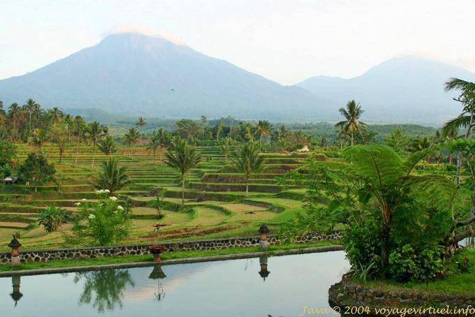 Reisfelder Landschaft inmitten von Vulkanen, Java Landschaft - Indonesien