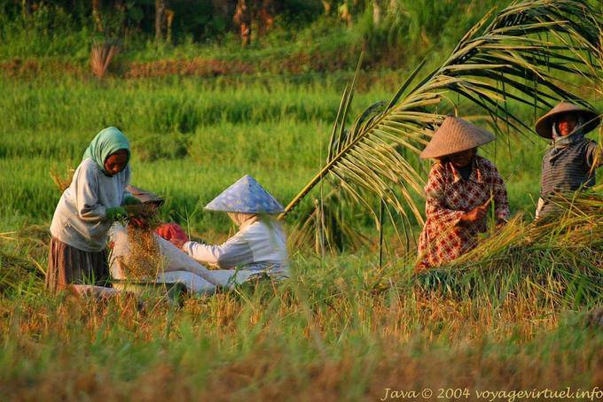 Die Landwirte in den Bereichen, Ketapang Jambewangi, Java - Indonesien