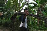 Palm ernten, um ein Dach zu decken, Jambewangi, Java, Indonesien.