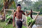Der Saldo aus den Träger des grünen Bananen, Java, Indonesien.