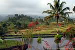 Die schöne Landschaft vom Hotel Jambewangi, Java gewachsen, Indonesien.