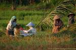 Die Landwirte in den Bereichen, Ketapang Jambewangi, Java, Indonesien.