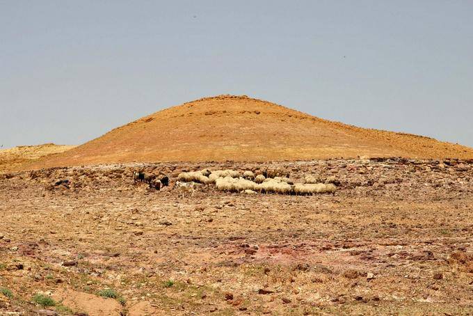 Hill Schafe, Jordanien - Jordanien