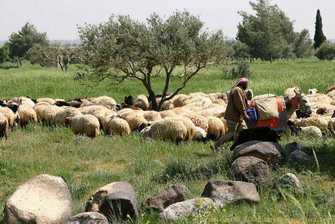 Hirt sein und seinen Esel, Kings Road - Jordanien