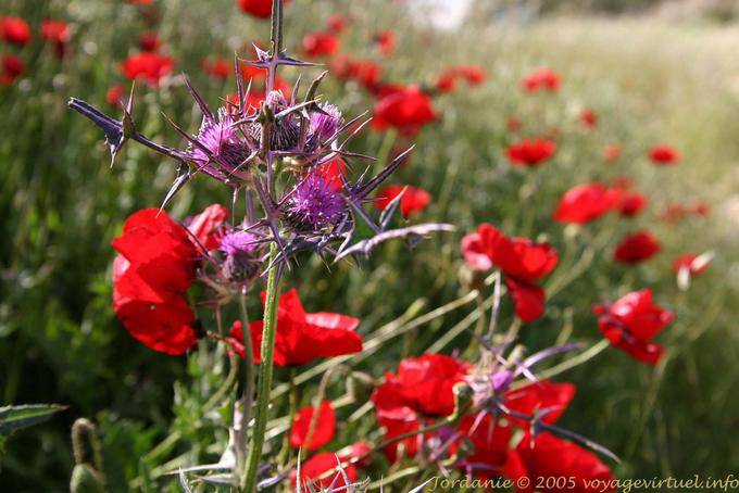 Thistle und Mohn, Ma'in - Jordanien