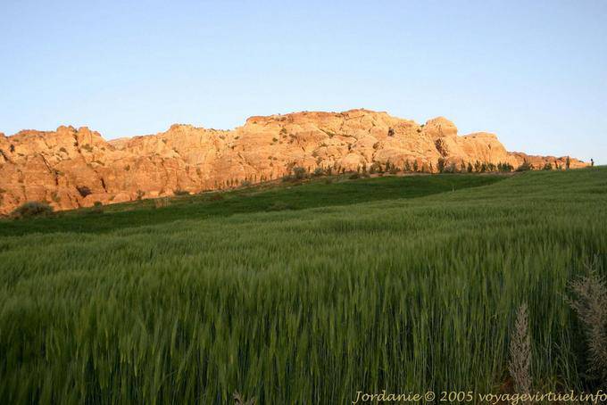 Sehr grüne Getreidefeld in der Wüste, Petra Rund - Jordanien