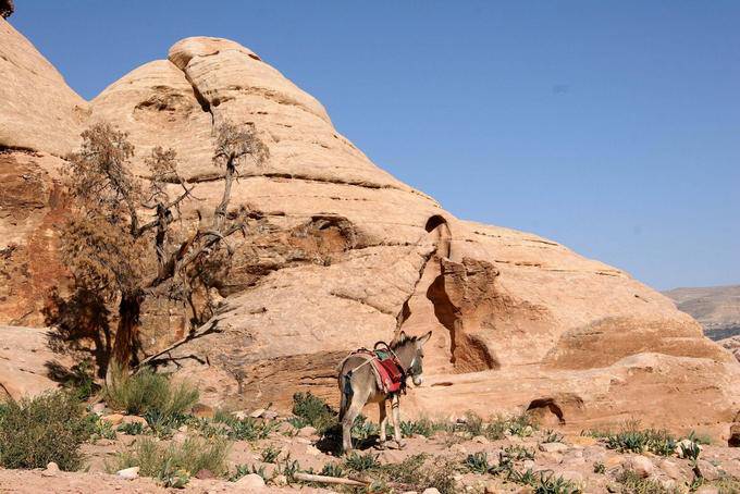 Ane entlang der Straße nach Deir, PETRA - Jordanien