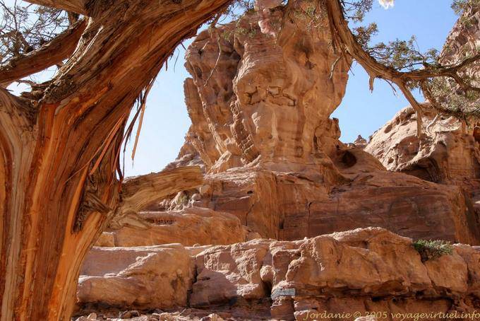 Baum gehäutet um den Deir, PETRA - Jordanien