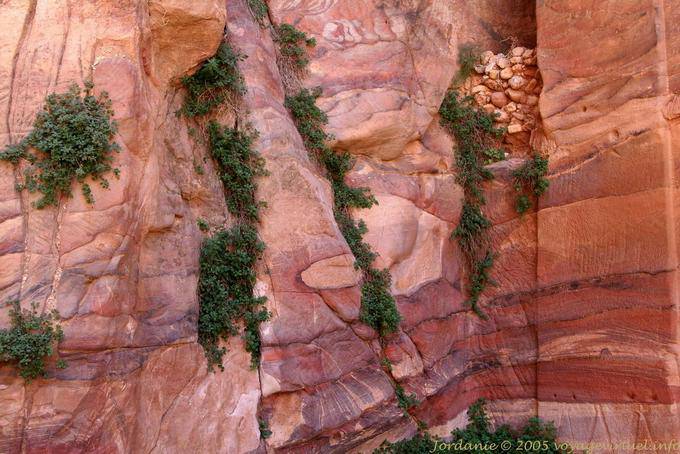 Vegetation Festhalten an den Schwachstellen der Klippe, Petra Khubta - Jordanien