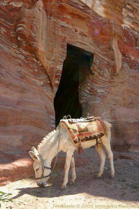 Weiße Maultier vor dem Eingang zu einem Grab, Petra Khubta - Jordanien