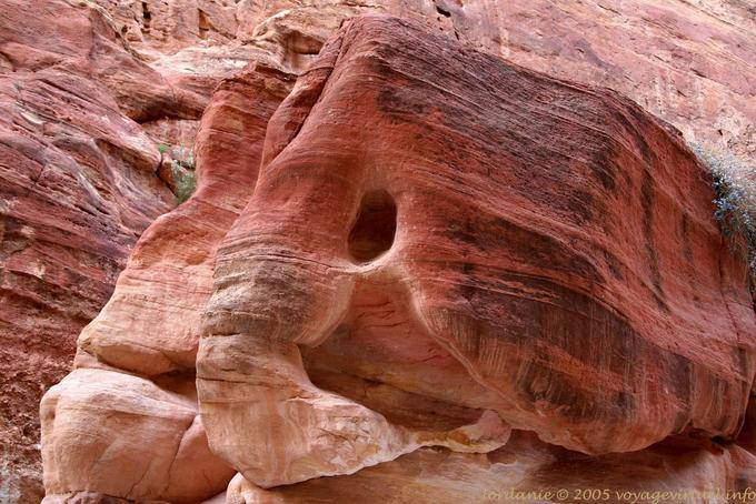 Elephant Sandstein in der Schlucht Siq, Petra - Jordanien