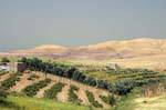 Kulturen im Mineral Wüste, Jordanien, Jordanien.