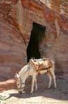 Weiße Maultier vor dem Eingang zu einem Grab, Petra Khubta, Jordanien.