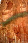 Vegetation hing in einer Störung der Klippe, Jebel al-Madhbah, Petra, Jordanien.