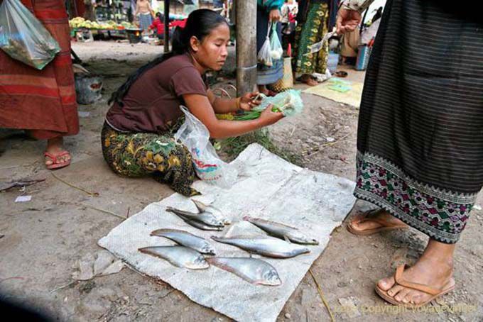 Frische Fische am Markt, Insel Khong, Laos