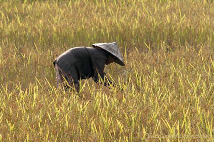 In Reisfeld, Ban Thakho, Laos