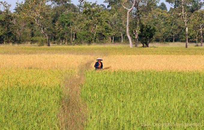 Die Ausschreibung zur reifen Ban Thakho, Laos