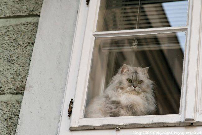 Altstadt, Klosterstraße, Perserkatze hinter dem Glas, Linz - Österreich